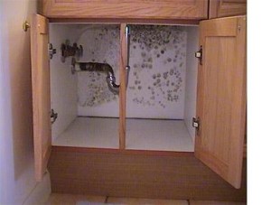 black mold under sink