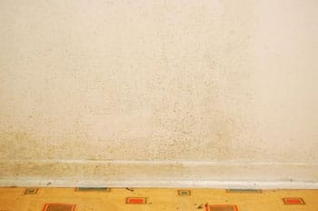 black mold on drywall