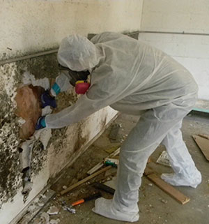 removing black mold