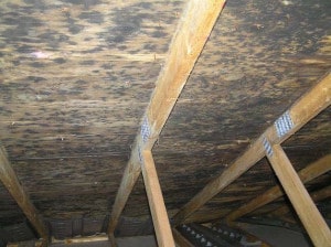 black mold in attic