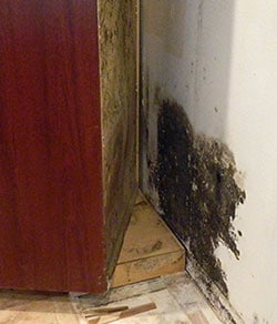 mold in kitchen cabinets