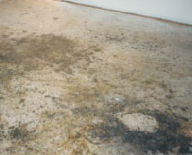 black mold on concrete