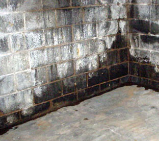 black mold in basement