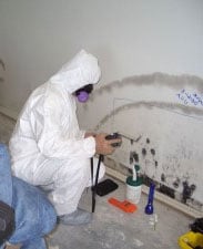 how to get rid of black mold in basement