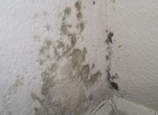 black mold on plaster walls