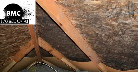 attic mold removal