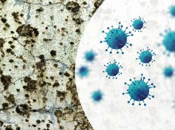 black mold and health coronavirus