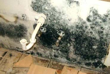 what causes black mold