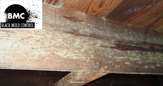 mold in crawl space