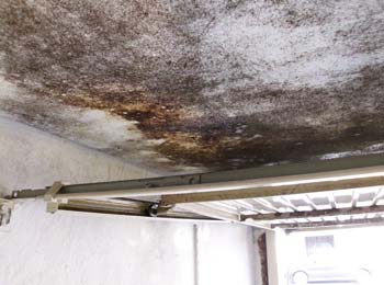 black mold in garage