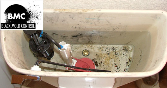 mold in toilet tank