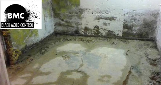 black mold on cinder block walls