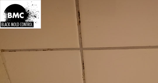 black mold on bathroom ceiling