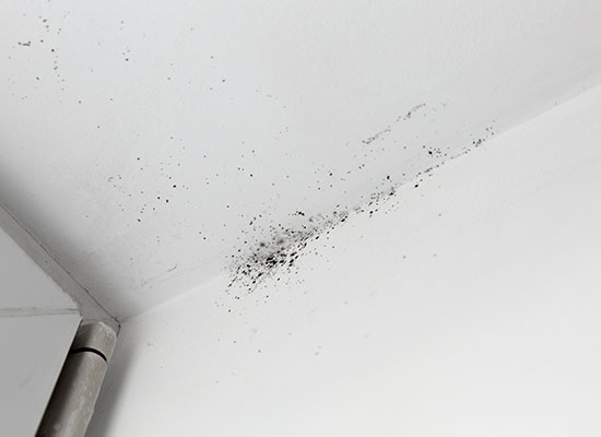 black mold on bathroom ceiling