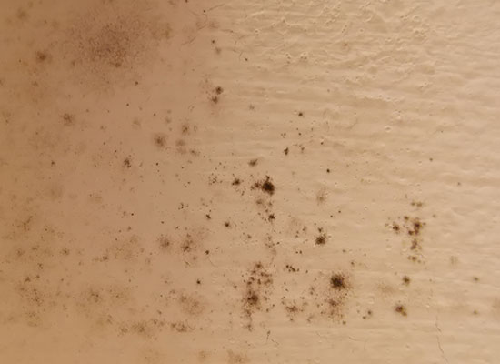 black mold on ceiling