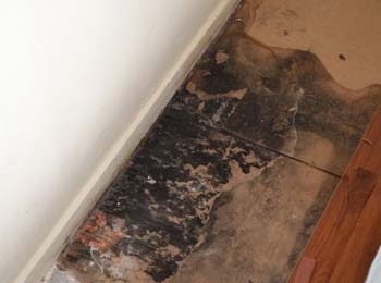 black mold on floors