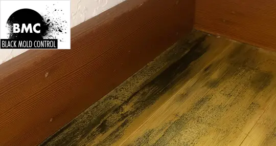 how to get rid of black mold on wood