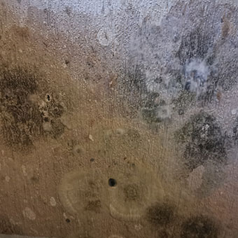 how to identify black mold on wallpaper
