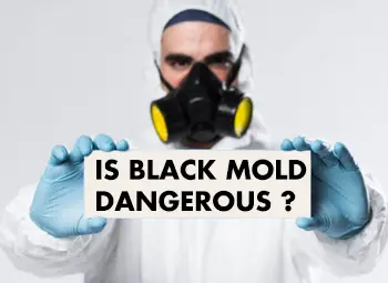 is black mold dangerous