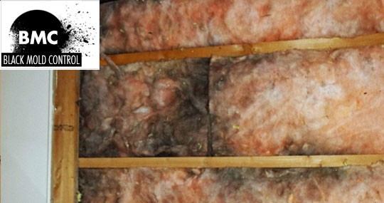 mold on insulation