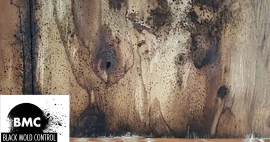 What Kills Mold on Wood