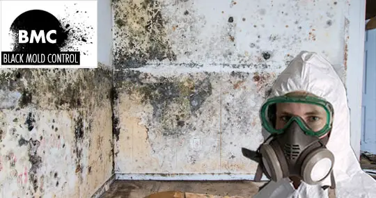 mold remediation cost