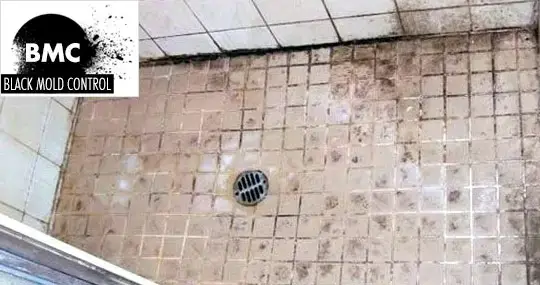 Black mold on tile grout: Step-by-step