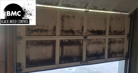 remove black mold in garage