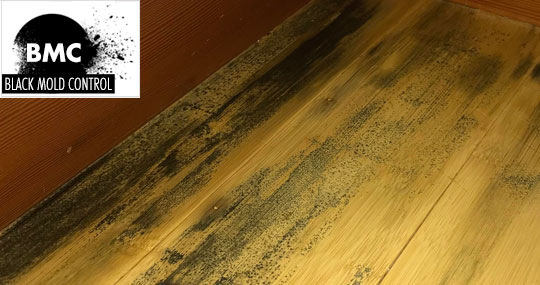 how to remove mold from flooring