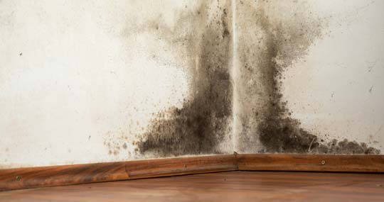 black mold causes